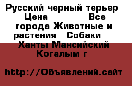 Русский черный терьер › Цена ­ 35 000 - Все города Животные и растения » Собаки   . Ханты-Мансийский,Когалым г.